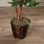 Ficus naturel en pot Kidwelly