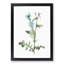 Chicory Flowers by Pierre-Joseph Redoute - Picture Frame Painting Print-55536260-55536261