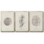 Shore Treasure Study I, ensemble de 3 toiles encadrées-97707043-97707040