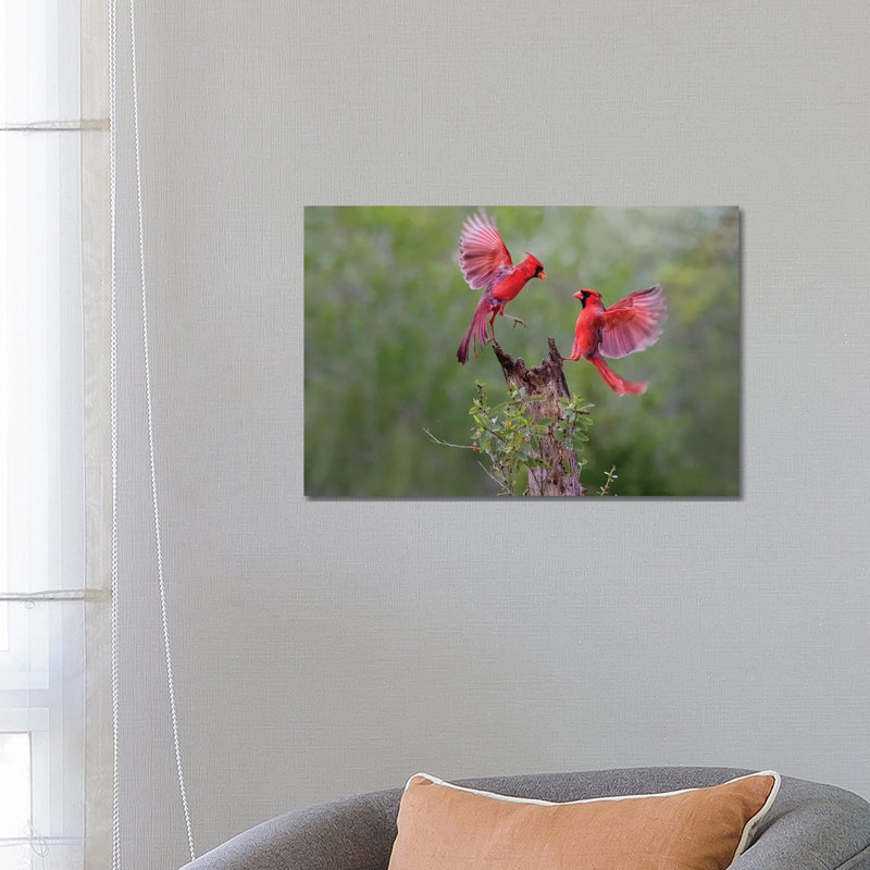 Northern Cardinal Males Fighting. by Larry Ditto - Wrapped Canvas Print, 66.04 cm H x 45.72 cm W x 1.91 cm D