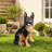 Outdoor Dog Statue
