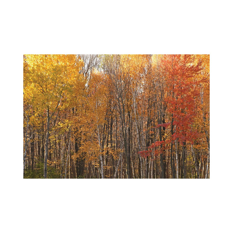 Stand Of Color by Brian Wolf - Wrapped Canvas Print, 30.48 cm H x 45.72 cm W