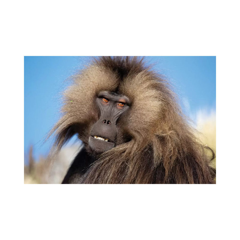 Gelada Against Blue Sky Ethiopia by Mogens Trolle - Wrapped Canvas Print, 20.32 cm H x 30.48 cm W