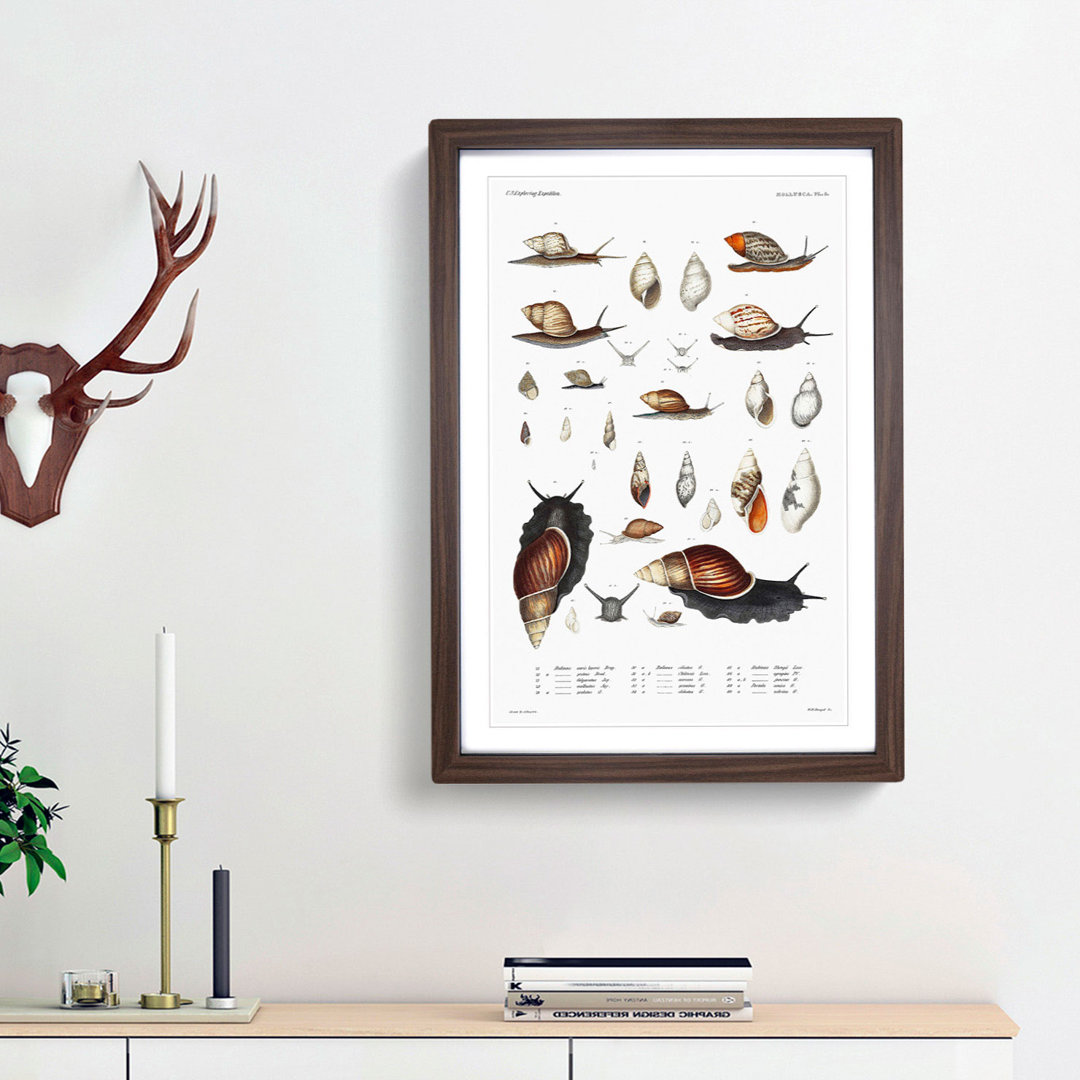 Snails & Shells by A.A. Gould - Picture Frame Art Prints