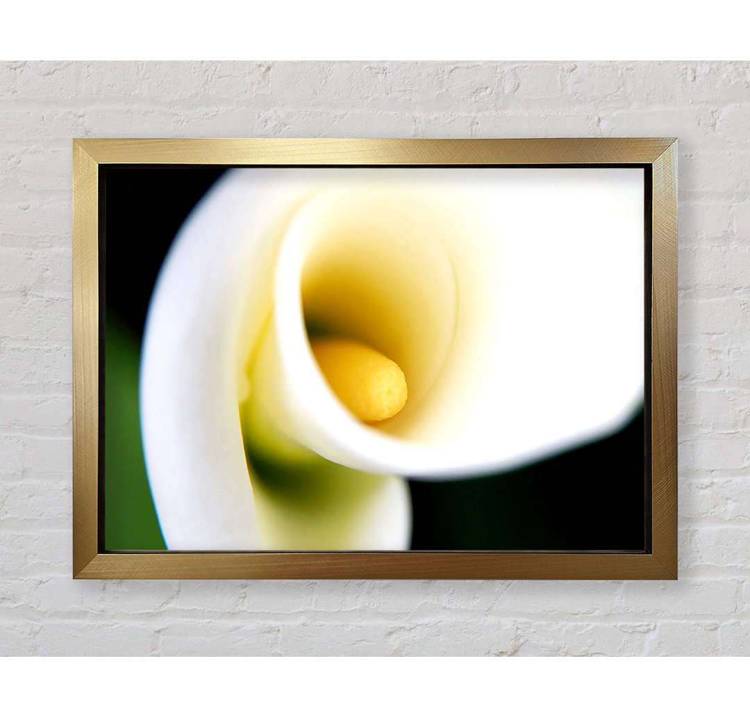 Gerahmtes Leinwandbild White Calla Lily