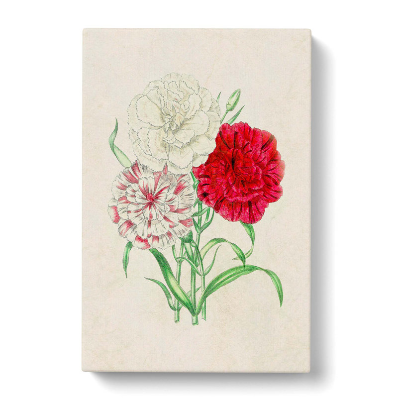 Illustration Of Three Carnation Flowers - Wrapped Canvas Painting, 60cm H x 40cm W x 3cm D