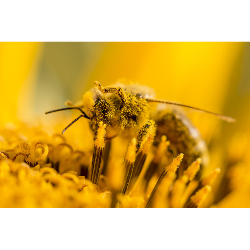 Aralene Honey Bee - Wrapped Canvas Print, 20cm H x 30cm W x 3.8cm D