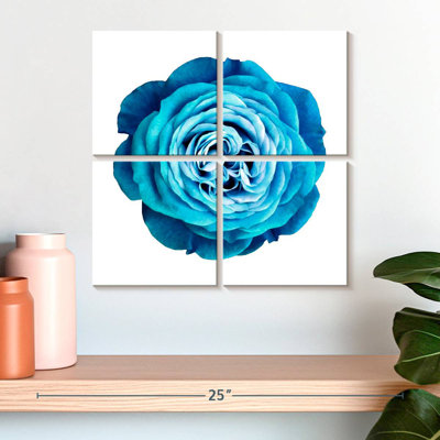 Rose Harnek dégradé