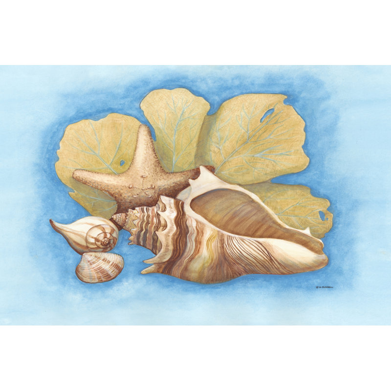 Seashells And Seafan II by Wendy Russell - Wrapped Canvas Print, 30cm H x 46cm W