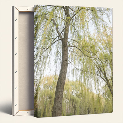 Willow Tree Canvas Wall Art Set Of 1