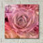 «Succulents 04» par Lightbox Journal-844236445