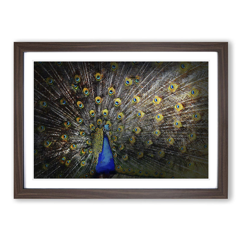 Peacock with Outstretched Feathers - Framed Print, 36cm H x 48cm W x 2cm D, Walnut Framed