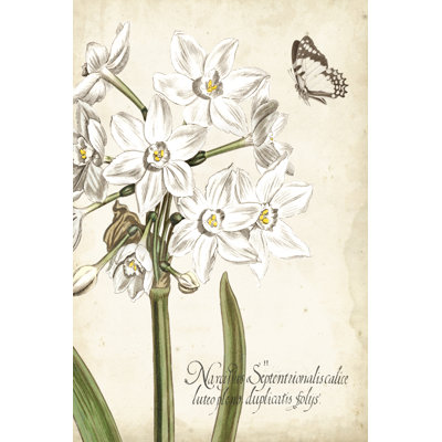 " Narcissus Botanique I "
