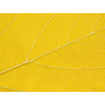 Autumn Leaf Print by Philippe Monthoux