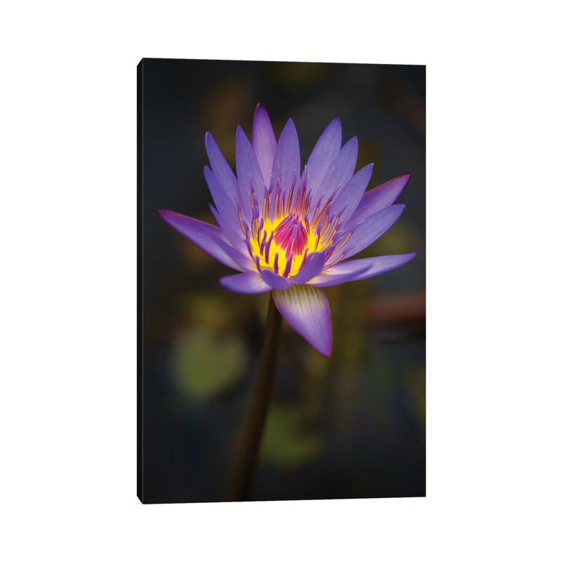 Bloom by Jonathan Ross Photography - Wrapped Canvas Print, 66.04 cm H x 45.72 cm W x 3.175 cm D