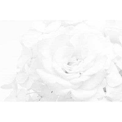 " White Rose "