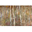 Birch Forest Painting-26939953-26939956