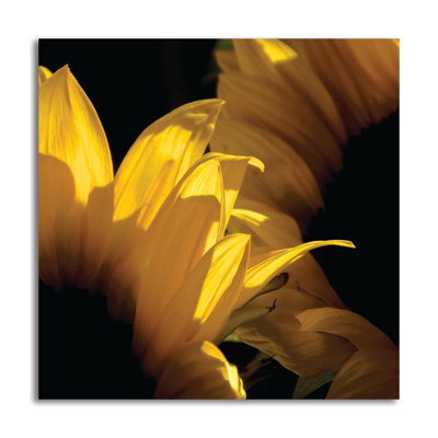 « sunlit à fleurs » v», reproduction de photo