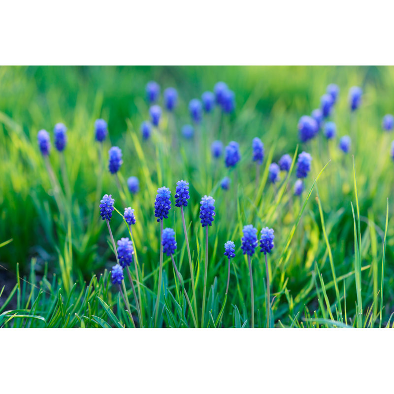 Blue Spring Flowers - Wrapped Canvas Print, 30cm H x 46cm W