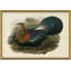 Pheasants From Gould's Birds Of Australia 7 Giclee Print by John Gould