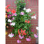Wall Planter