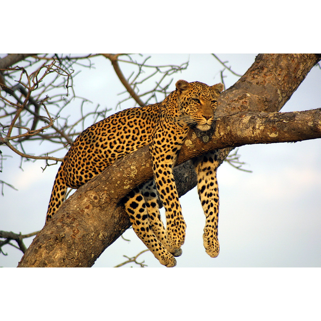 Leinwandbild Lazy Lounging Leopard von Highlander Images