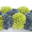Assorted Sedum in Ceramic Pot