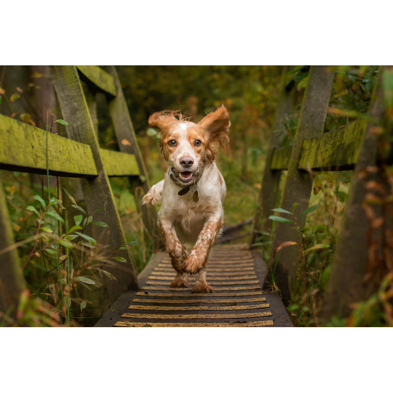 Cocker Spaniel In Woodland by Jess Wealleans - Wrapped Canvas Print, 30cm H x 46cm W