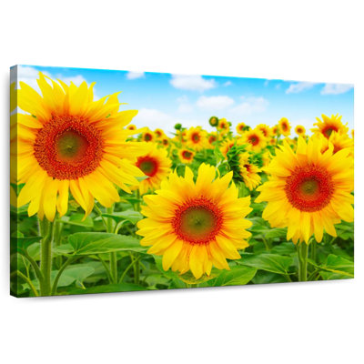 Alvord Blue Skies Sunflower Field