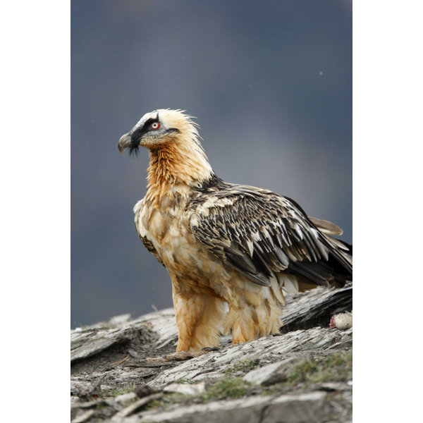 Millwood Pines Bearded Vulture - Wrapped Canvas Photograph | Wayfair