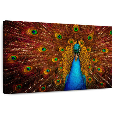 Brampt Indian Peacock