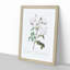 White Roses by Pierre-Joseph Redoute - Framed Print-55612732-55612731