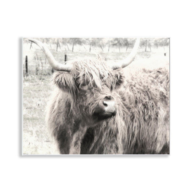 Art mural Stupell Industries Highland Cow