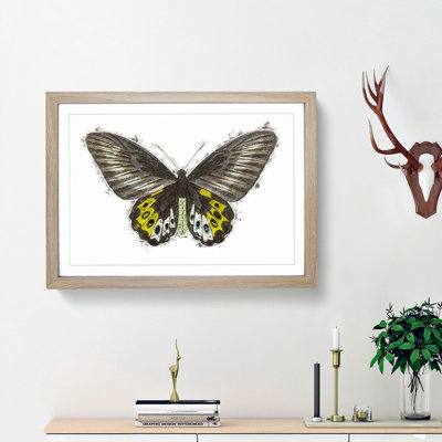 Green Birdwing Butterfly by George Shaw - Framed Print
