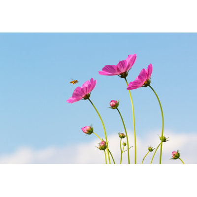 Cosmos Flowers by Jujeecmu - Wrapped Canvas Print