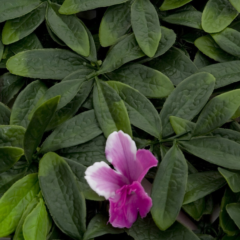53 cm H Faux Plant, Purple, Green