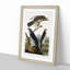 Goshawks & Stanley Hawk by John James Audubon - Picture Frame Painting Print-55735207-55735208