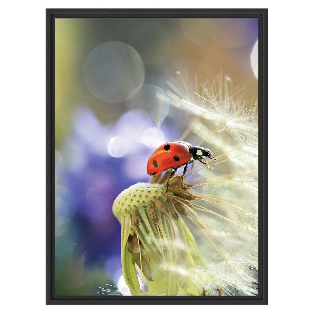 Gerahmtes Wandbild Marienkäfer auf Pusteblume