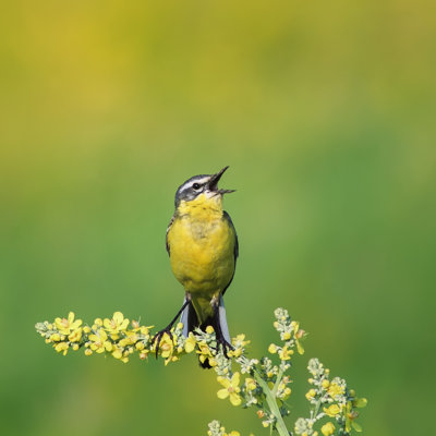 Bright Bird - Wrapped Canvas Print