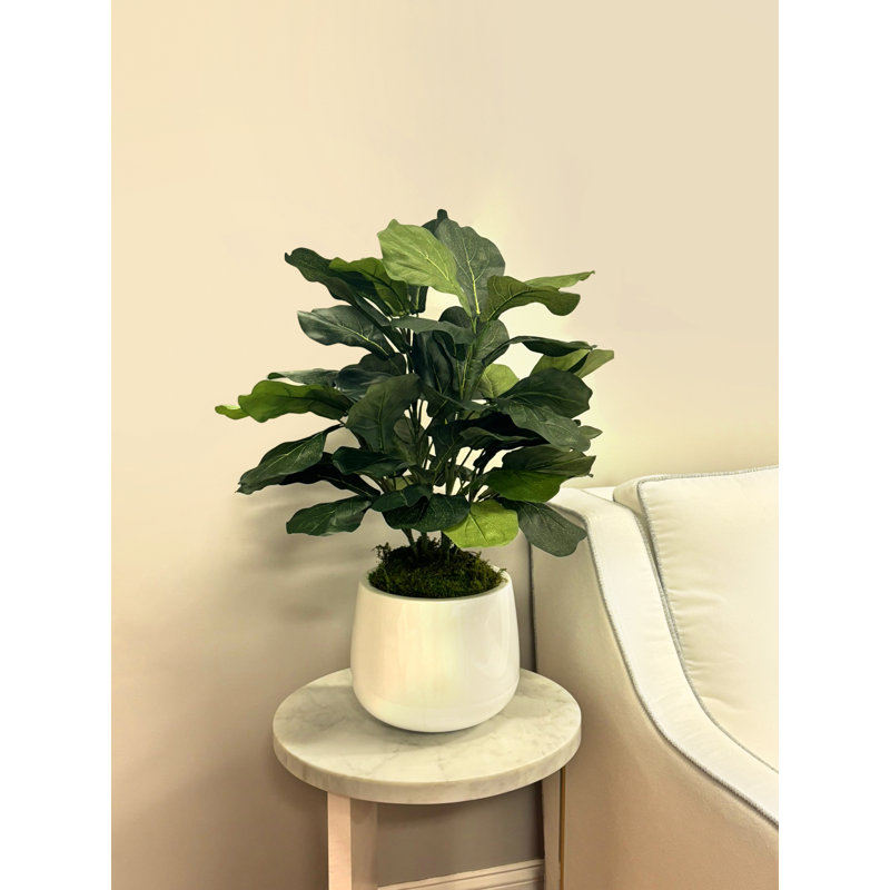 Organic Modern Faux Fiddle Leaf Fig Plant