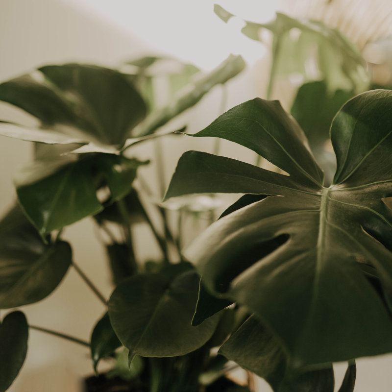 Flora No 1 - impression, H 20 po x l 20 po, Non, Toile tendue