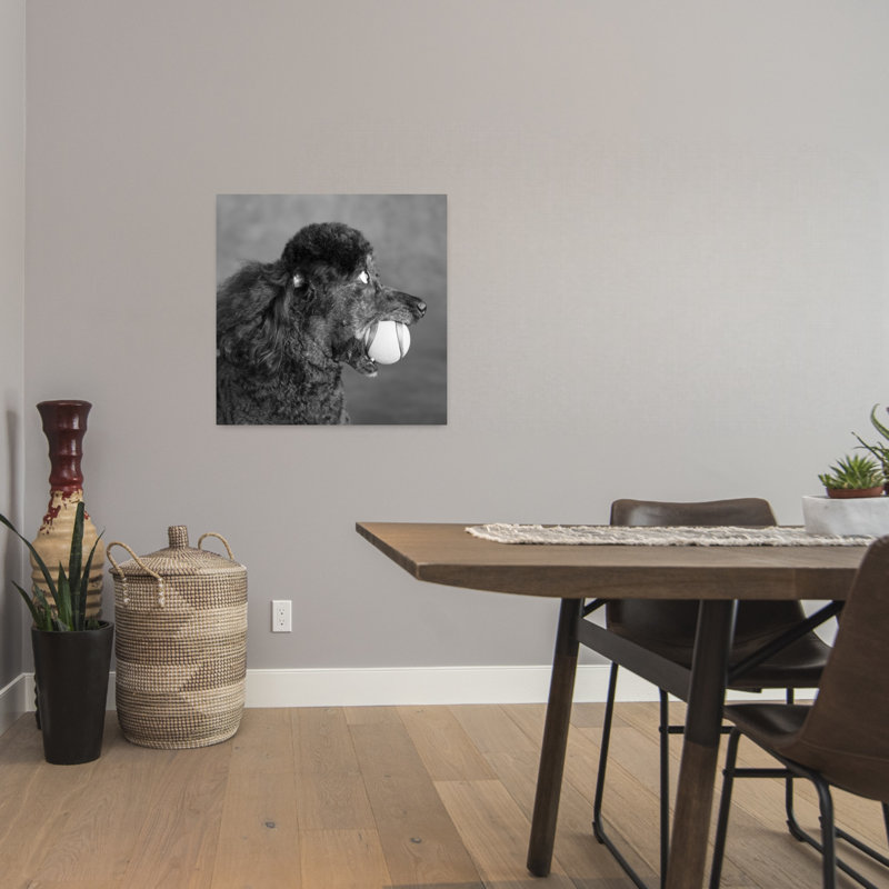 Portrait Of A Mini Poodle Dog Contemporary Dog Wall Art, H 24 po x l 24 po