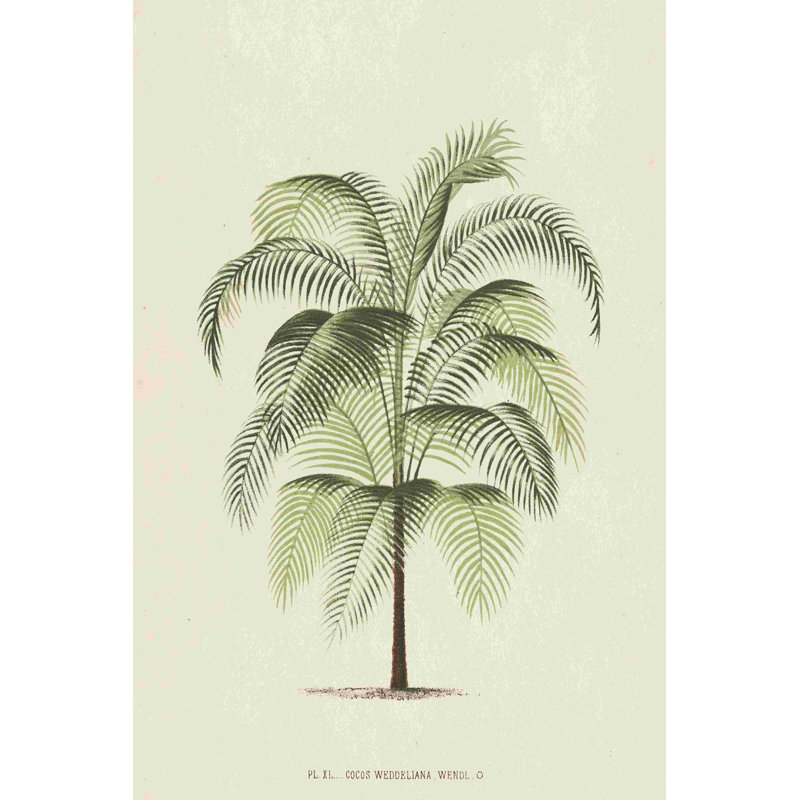 Les Palmiers III, H 30 po x l 20 po