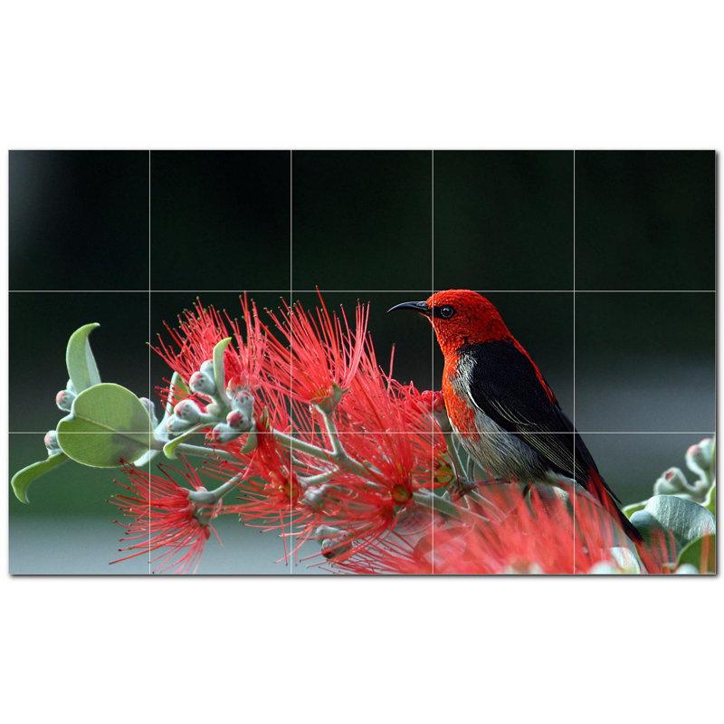 Photo d'oiseau 12 x 12