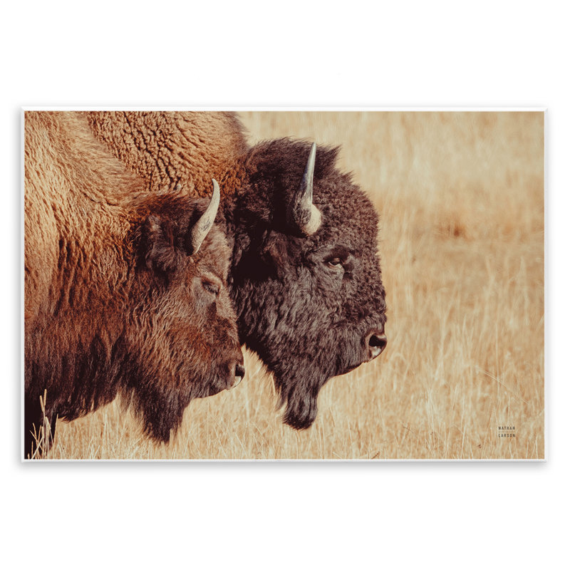 Art mural, paire de bisons dans la campagne par Nathan Larson, H 10 po x l 15 po