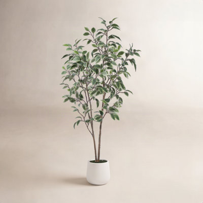 Adcock Ficus Tree in Pot
