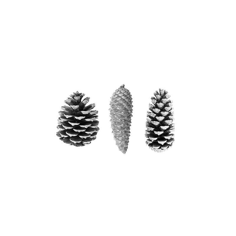 Pine Cones by Sisi & Seb - Gallery-Wrapped Canvas Giclée on Canvas, Canvas, 66.04 cm H x 45.72 cm W x 1.91 cm D