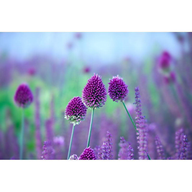 Chive Herb Flowers - Allium Sphaerocephalon par Tatianamironenko - Photographie sur toile tendue, H 8 po x l 12 po