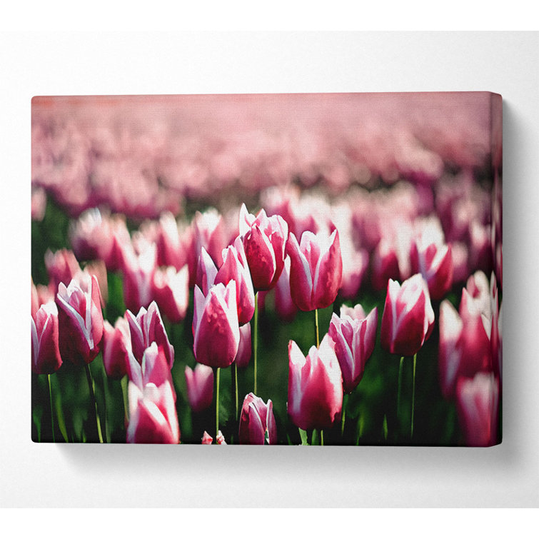 Pink Tulips Spring - Wrapped Canvas Art Prints
