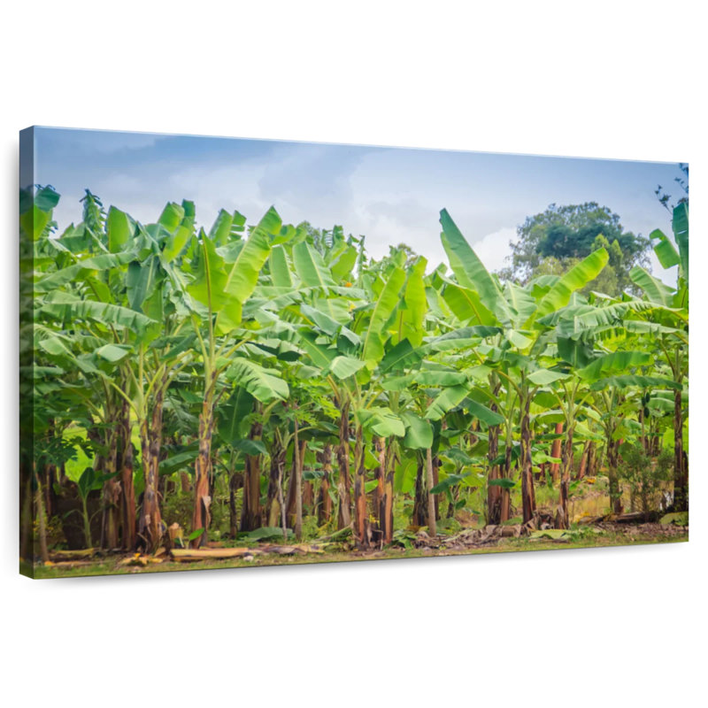 Plantation de bananes Harnek